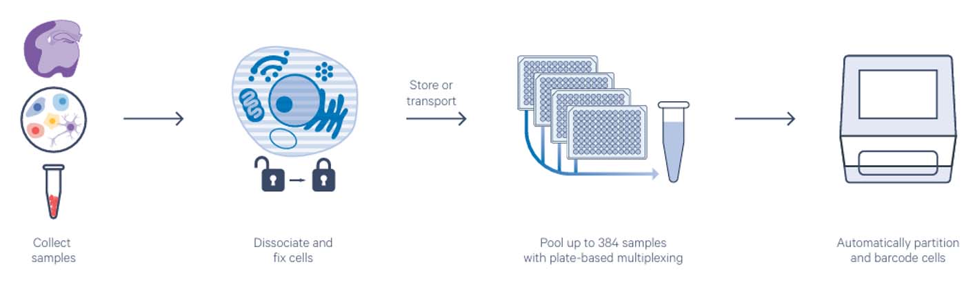 Flex ScRNA Sequence Collect Samples Diagram